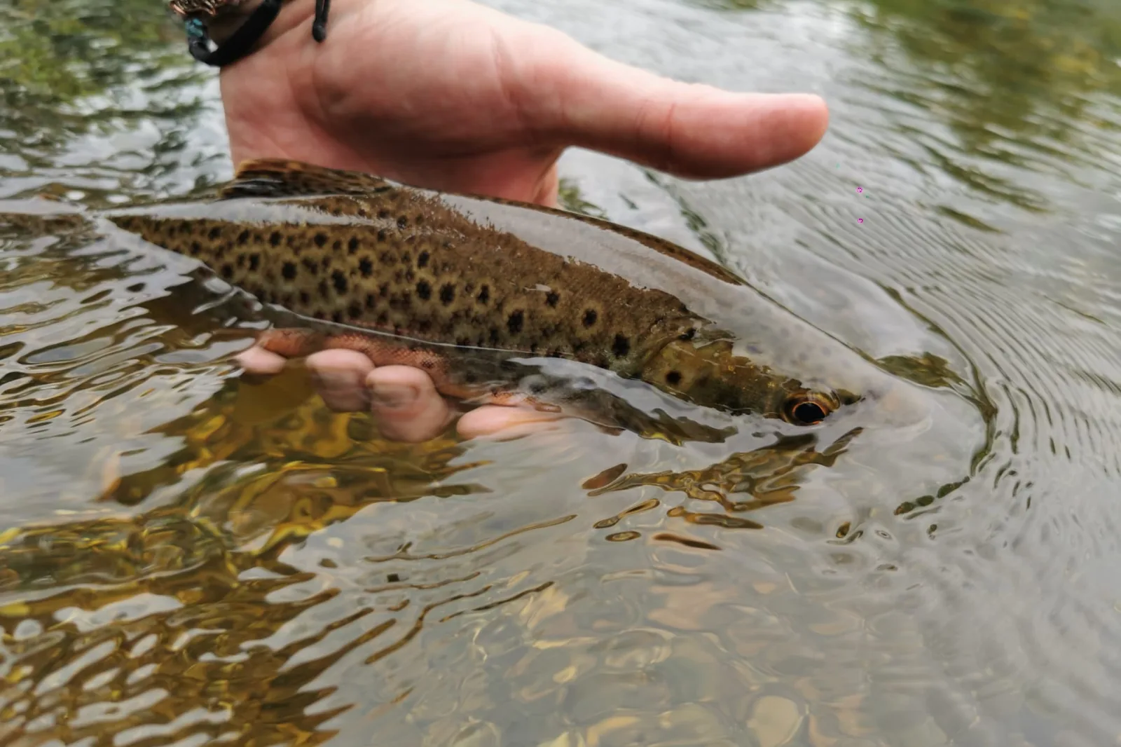 A healthy fish at the net before release, clean water around it.