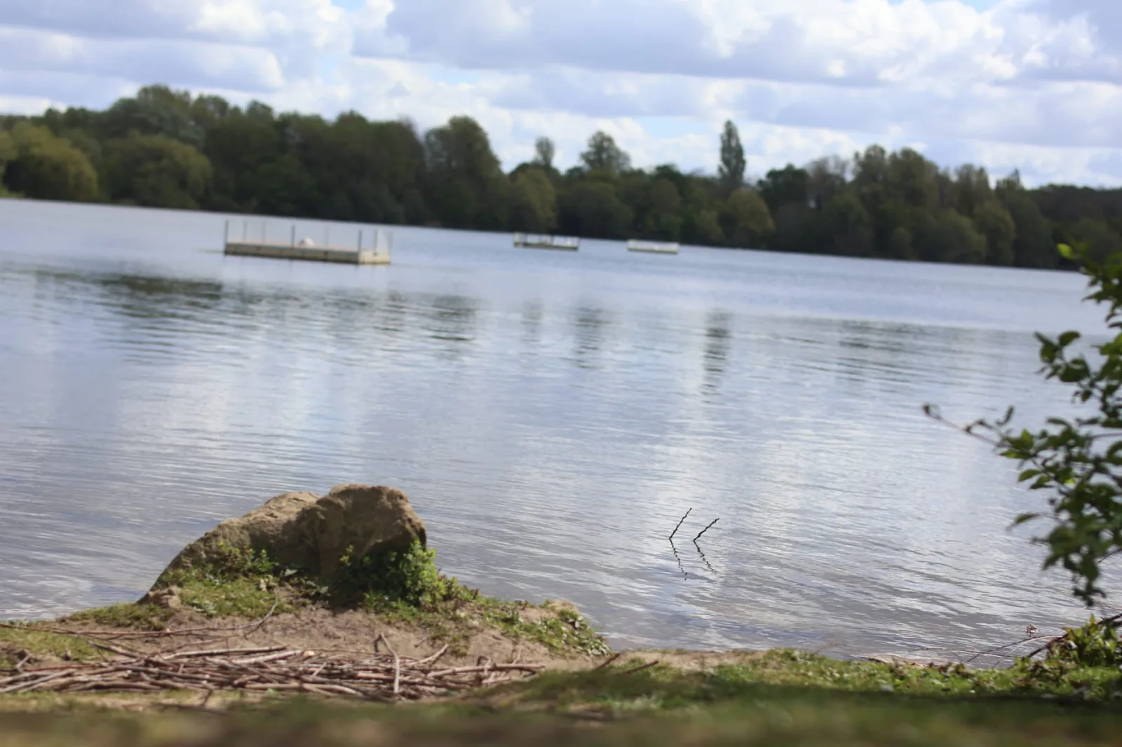 A still coarse fishery, calm water fringed with trees and marginal reeds.