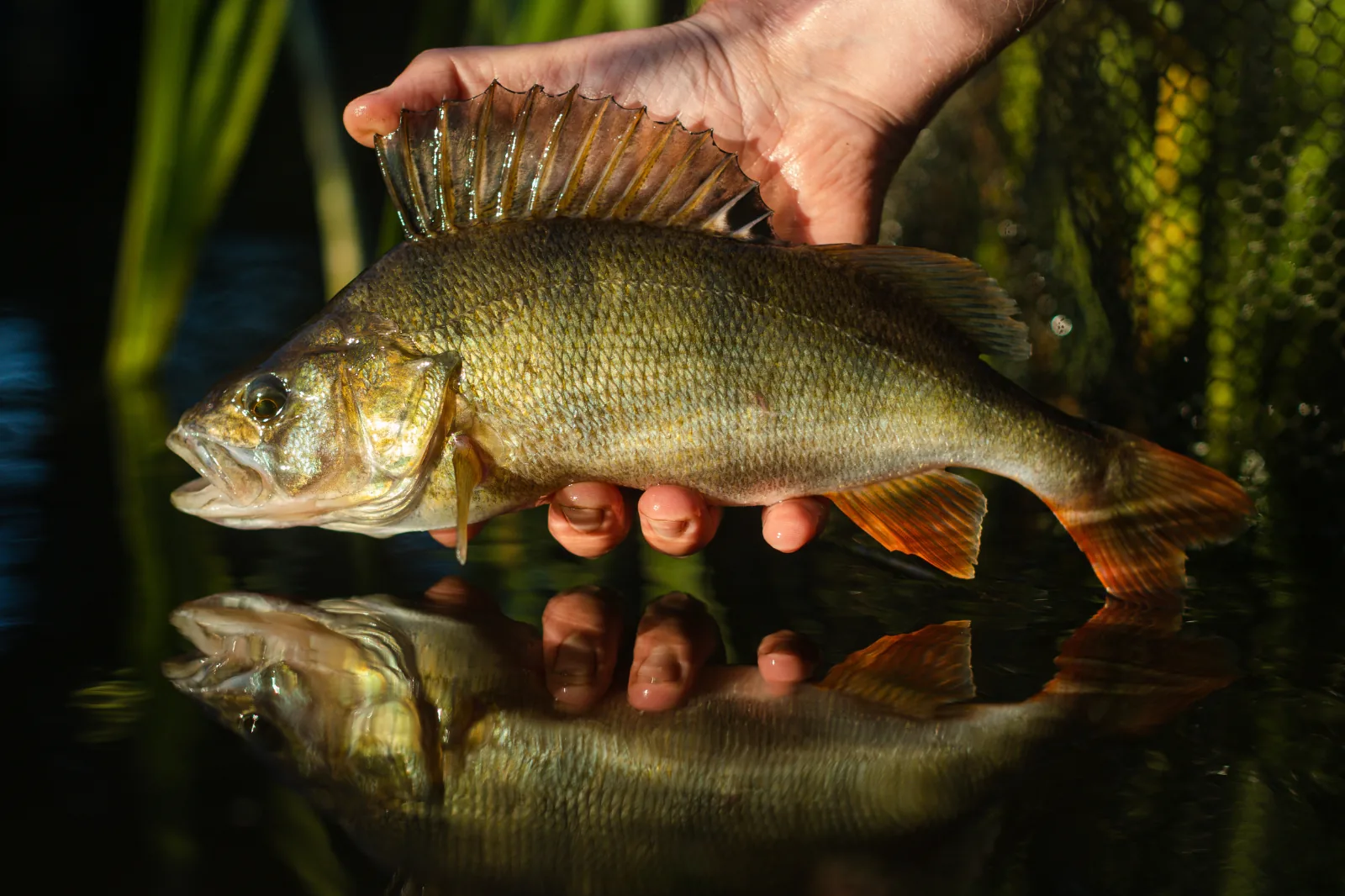 A healthy fish at the net before release, clean water around it.
