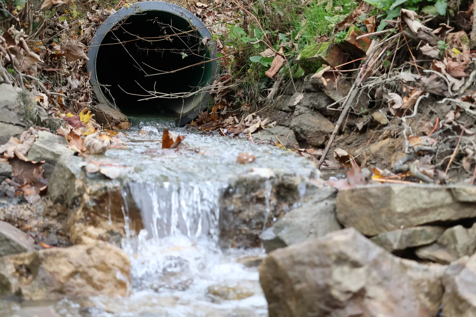 A drainage pipe discharging water into a small rocky stream, surrounded by autumn leaves and exposed roots. The water itself looks clear, but the source is unmarked — a real freshwater scene posing the question of what is actually flowing through it.