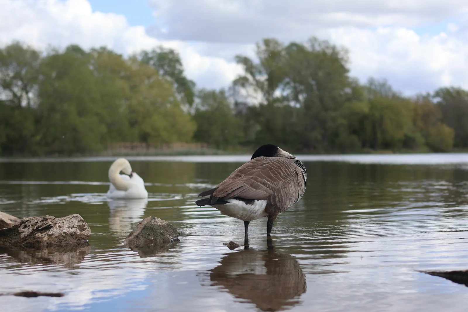 UK freshwater lake margin at rest — a Canada goose standing on rocks in shallow water with a mute swan behind, surrounded by spring foliage and reflected sky