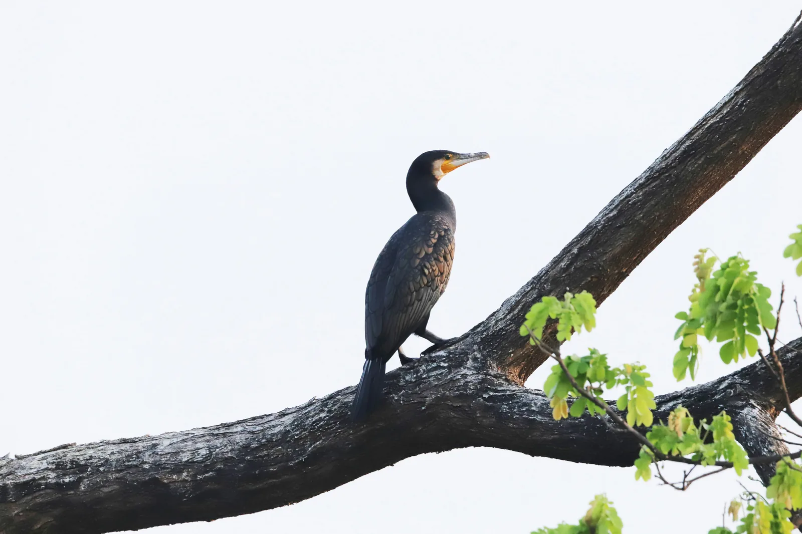 A cormorant perched over inland fresh water.