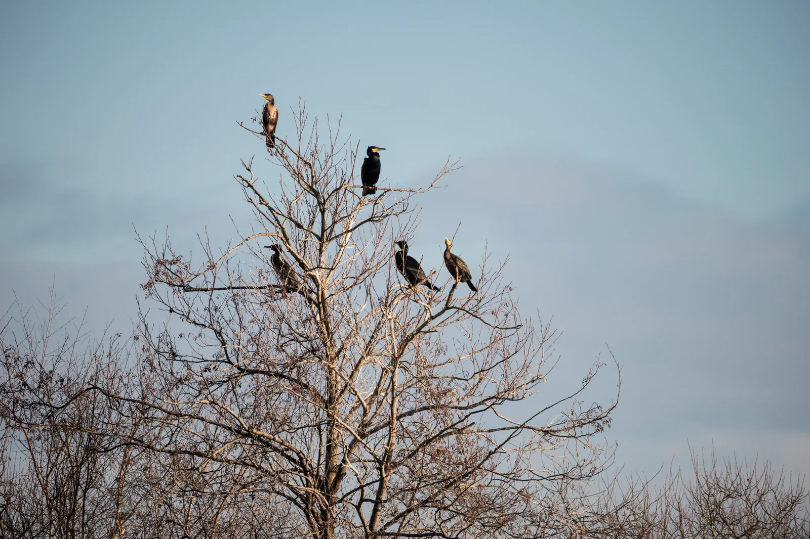 Cormorants gathered at an inland freshwater roost in bare trees over water.