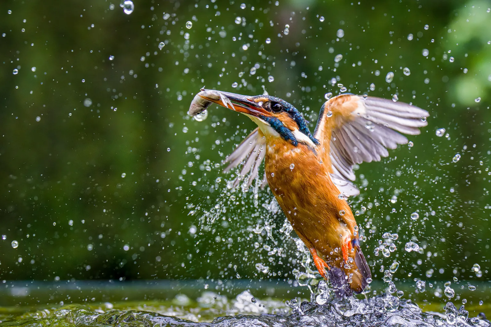 A kingfisher emerging from water with a small fish in its beak