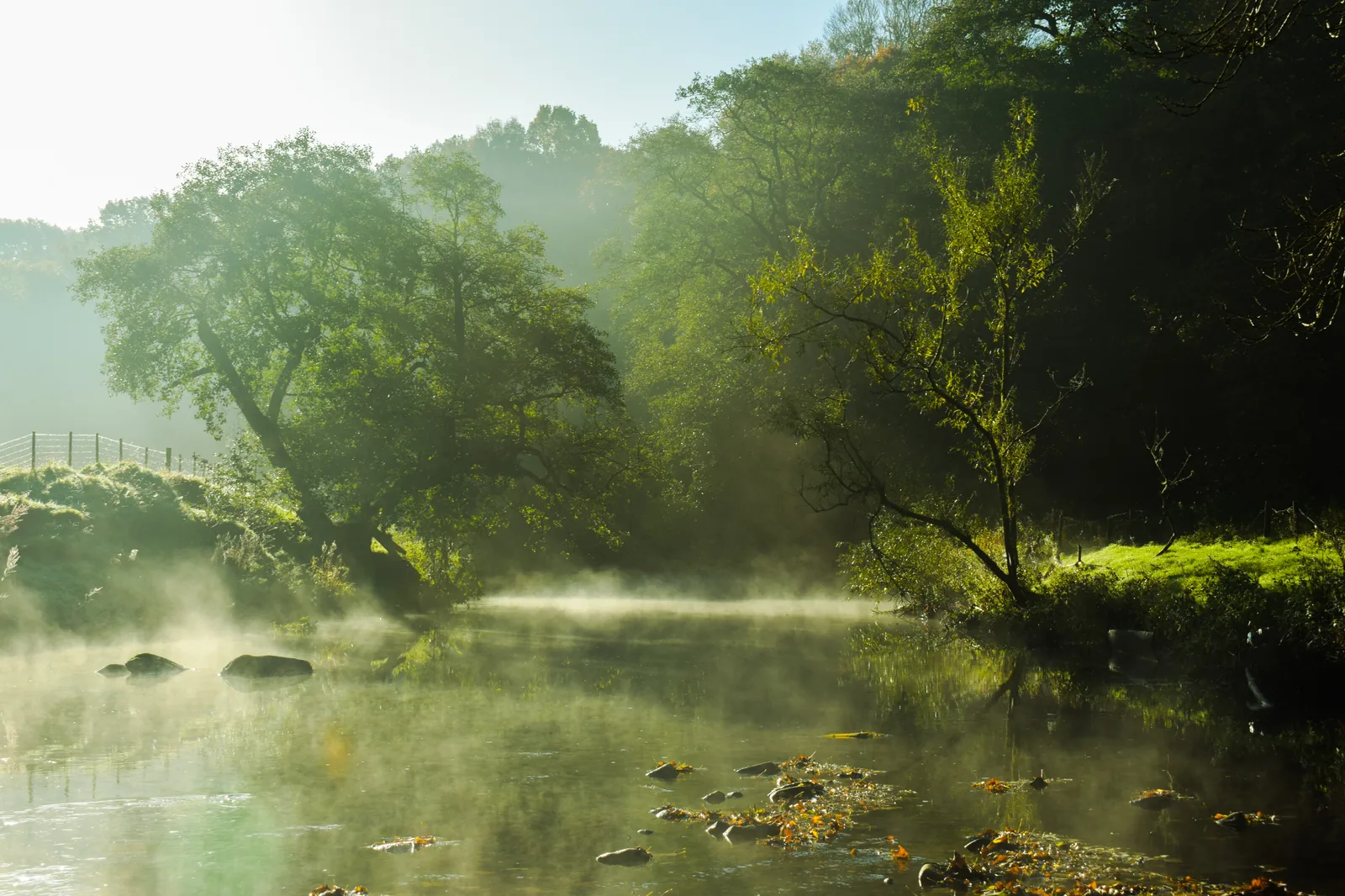 A misty river at dawn with overhanging trees and no people in frame