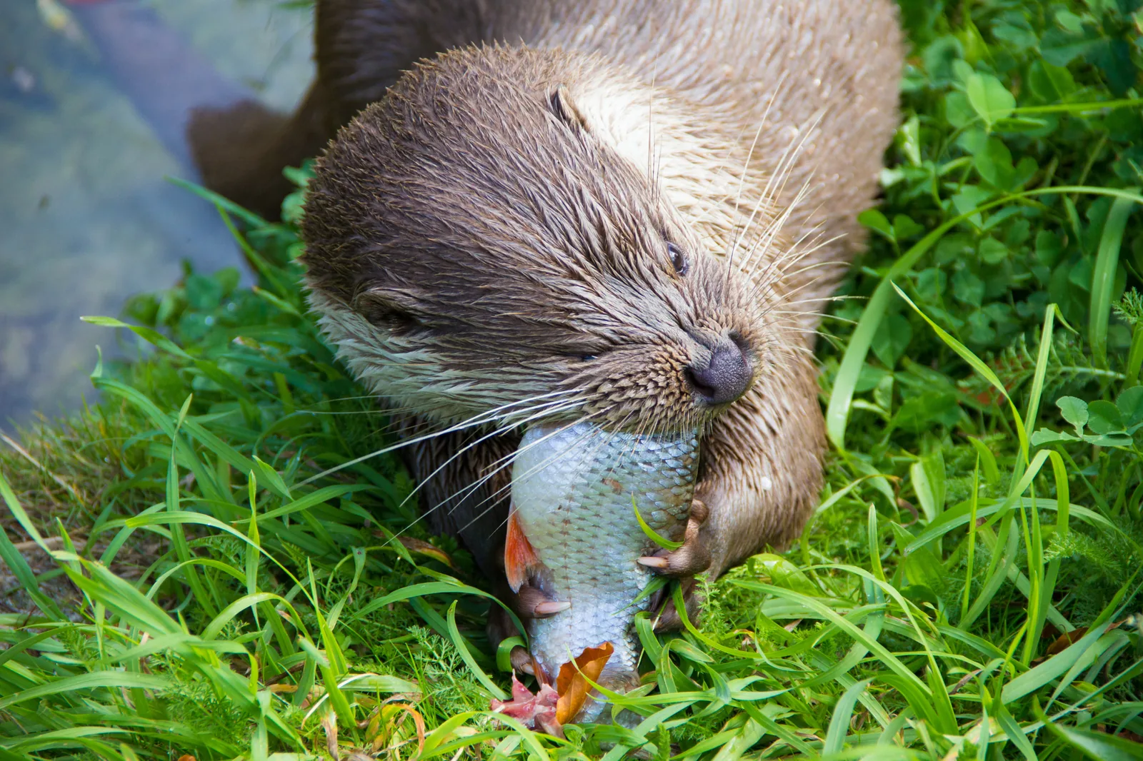 A Eurasian otter feeding on a roach in riverside grass